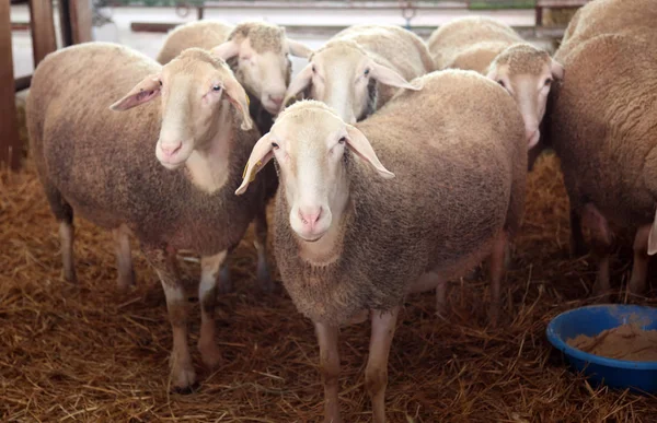 Ovejas Expuestas Feria Bjelovar Croacia — Foto de Stock