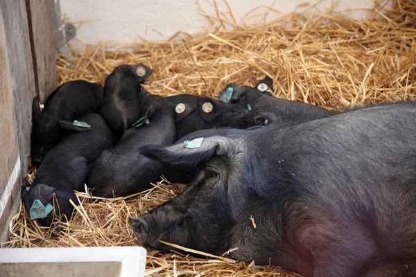 Schweine Auf Der Messe Bjelovar Kroatien — Stockfoto