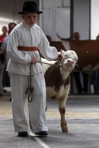 所有者は ビエロバル クロアチアのフェアで陪審員に自分の牛を示しています — ストック写真