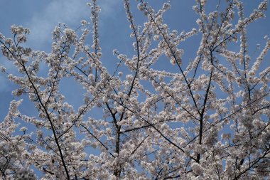 meyve çiçekleri erken ilkbaharda yakın çekim