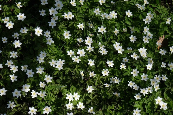 Blommor Trädgården — Stockfoto