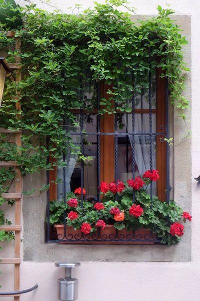 Вікно Квітковими Коробів Ротенбург Обі Тайбер Середня Франконія Баварія Німеччина — стокове фото