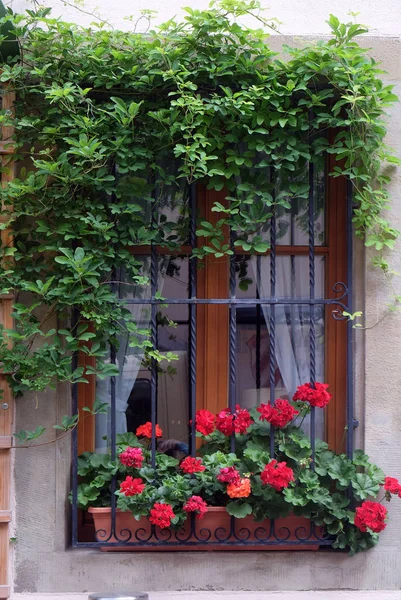 Вікно Квітковими Коробів Ротенбург Обі Тайбер Середня Франконія Баварія Німеччина — стокове фото