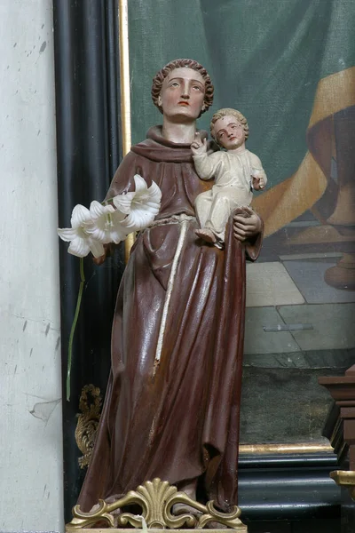 聖アンソニーの祭壇の上のパドヴァ像の聖アンソニークロアチア スタラ プロシカの聖三王教会のヘルミット — ストック写真