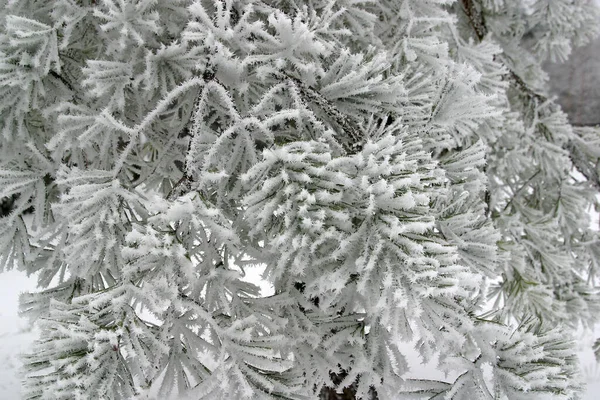 Stromy Pod Sněhem Pohoří Pohorje Slovinsko — Stock fotografie