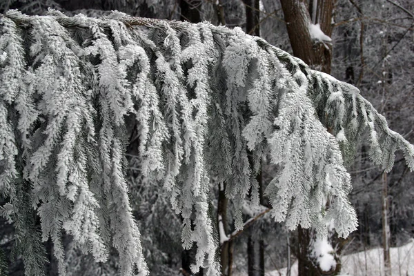 Träd Snö Berget Pohorje Slovenien — Stockfoto