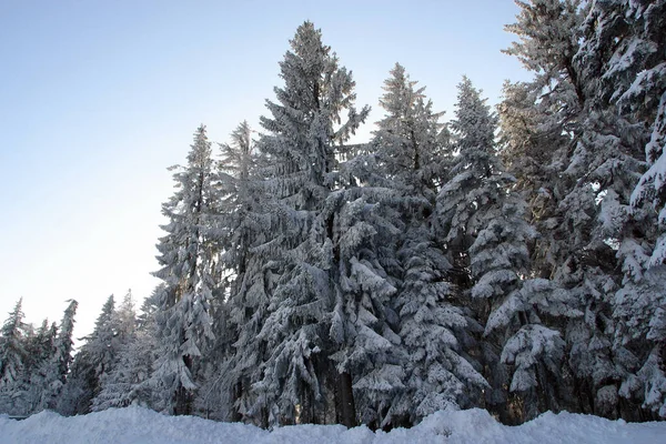 Árboles Paisaje Invernal Bajo Nieve Montaña Pohorje Eslovenia — Foto de Stock