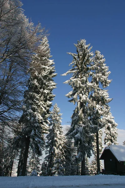 Paysages Hivernaux Sous Neige Sur Montagne Pohorje Slovénie — Photo