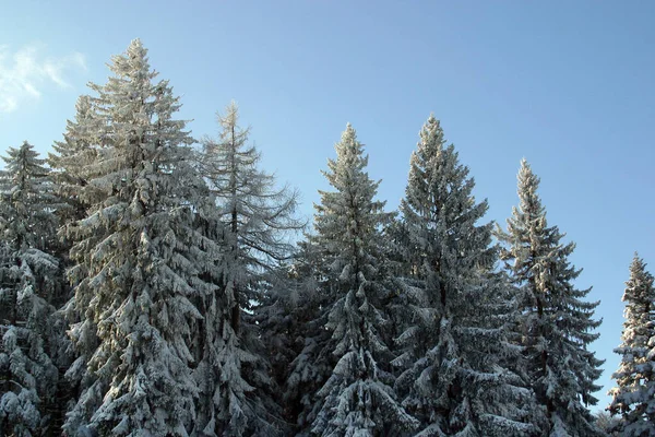 Árboles Paisaje Invernal Bajo Nieve Montaña Pohorje Eslovenia — Foto de Stock