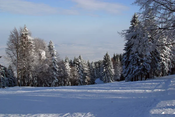 Зимние Пейзажные Деревья Снегом Горе Погорье Словения — стоковое фото