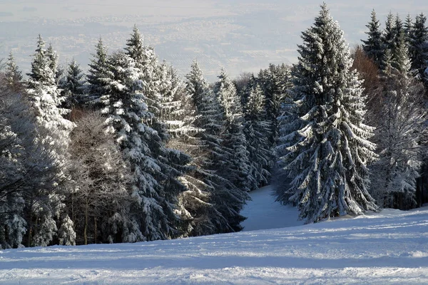 Slovenya Nın Pohorje Dağında Kar Altında Kış Manzarası Ağaçları — Stok fotoğraf