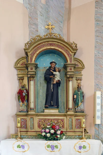 Altar Anthony Padua Parish Church Assumption Virgin Mary Pescenica Croatia — Stock Photo, Image