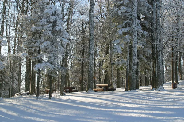 Bomen Onder Sneeuw Berg Medvednica Kroatië — Stockfoto