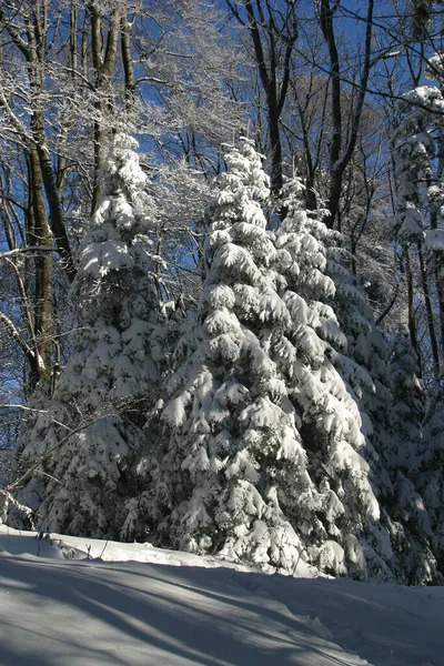 Bäume Unter Dem Schnee Auf Dem Berg Medvednica Kroatien — Stockfoto