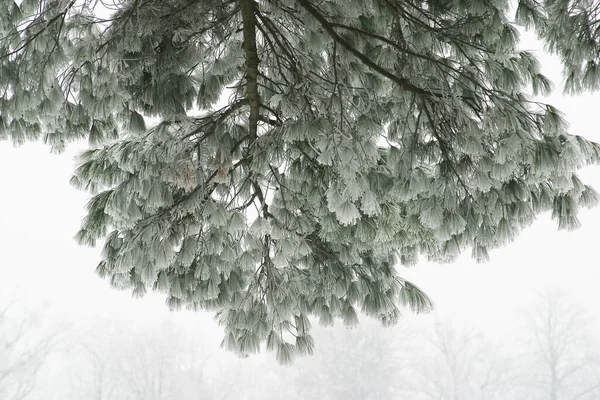 Stromy Pod Sněhem Hoře Medvednica Chorvatsko — Stock fotografie