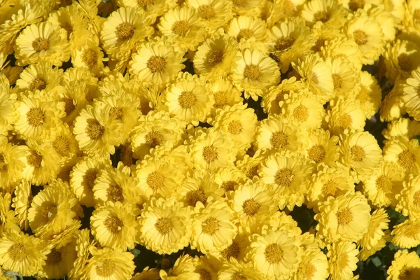 Żółte Kwiaty Kwitnące Ogrodzie — Zdjęcie stockowe