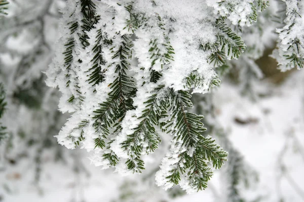 克罗地亚Medvednica山上积雪下的树木 — 图库照片