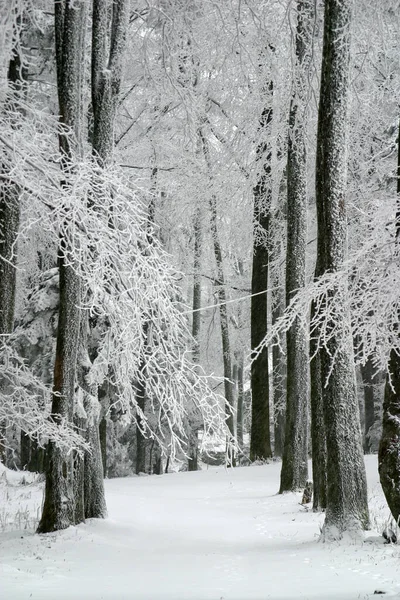 Bäume Unter Dem Schnee Auf Dem Berg Medvednica Kroatien — Stockfoto