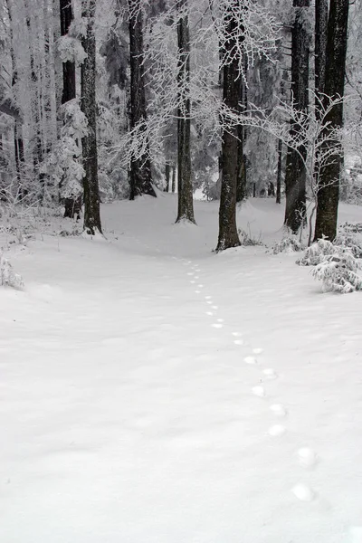 Bäume Unter Dem Schnee Auf Dem Berg Medvednica Kroatien — Stockfoto