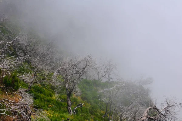 Mountain landscape. View of mountains and dry trees in the fog on the route Pico Areeiro - Pico Ruivo, Madeira Island, Portugal, Europe.