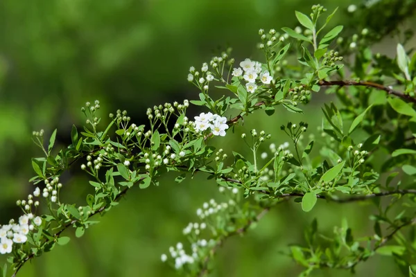 Blossoming Bush White Spiraea Garden Spring — Stock Photo, Image