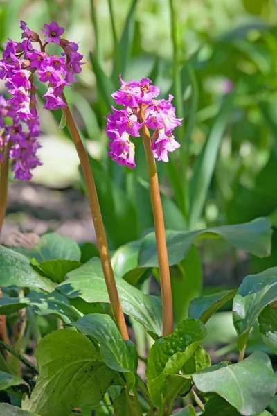 Bergenia Cordifolia Różowe Kwiaty Kwitnące Wiosenny — Zdjęcie stockowe