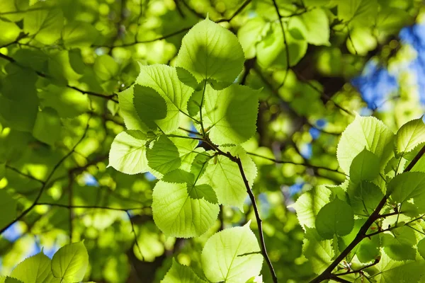 Gökyüzü Güneş Işığına Karşı Bir Linden Arka Plandan Genç Yaprakları — Stok fotoğraf