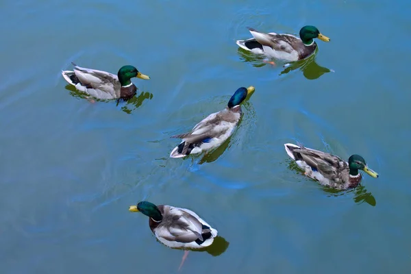 Anas Platyrhynchos Yüzme Yüzeyinde Beş Erkek Yeşilbaş Ördekler Üstten Görünüm — Stok fotoğraf