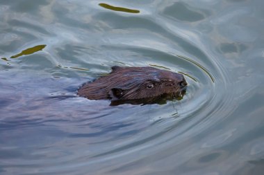 Avrasya kunduz (Castor fiber) kemirgen yüzme ve kamera seyir.