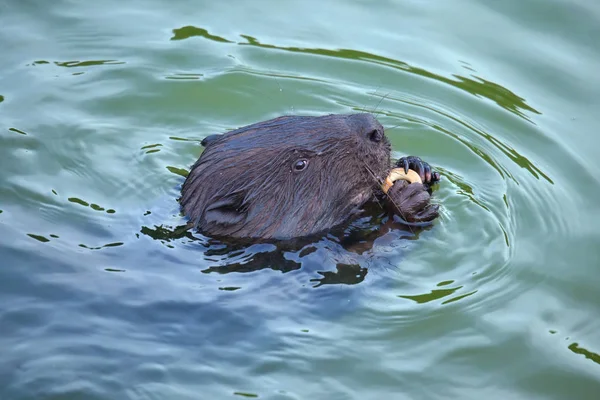 欧亚海狸 蓖麻纤维 啮齿动物 在相机中进食和寻找 — 图库照片