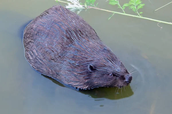 Eurasiska Bäver Castorfiber Gnagare Tittar Kameran — Stockfoto