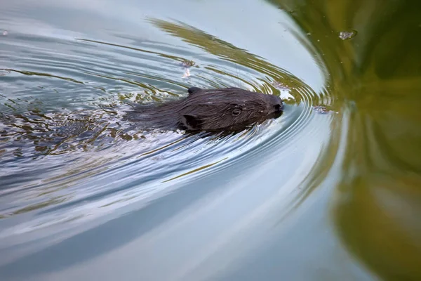 Eurasian Beaver Castor Fiber Rodent Swimming Looking Camera — Stock Photo, Image