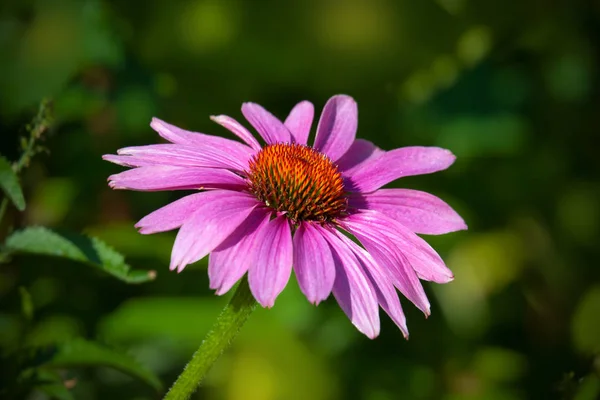 Echinacea Purpurea Virágzó Kúp Virág Rózsaszín Gyógyító Növény — Stock Fotó