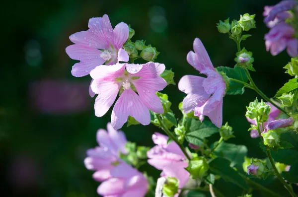 Çiçek Bahçesinde Misk Mallow Malva Moschata — Stok fotoğraf