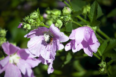 Çiçek bahçesinde Misk Mallow (Malva moschata)