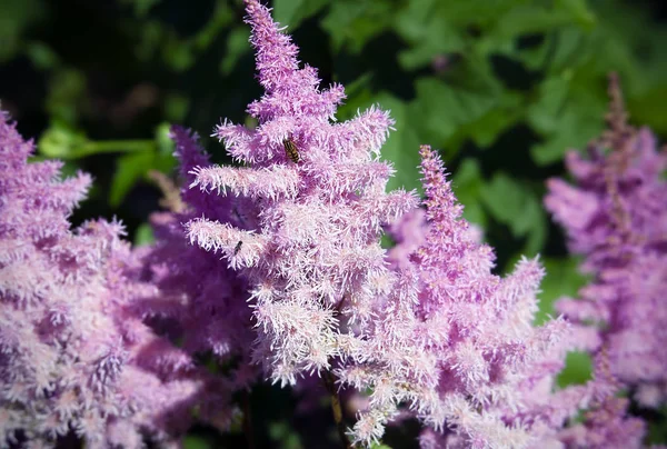 花园里粉红色 Astilba 的花朵 — 图库照片