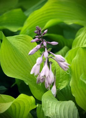 Khosta (Funkiya) çiçek açması. Yakın çekim