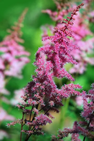 Квіти Рожевої Астільби Саду — стокове фото