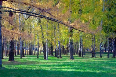 Sonbahar manzara. Sonbahar sahne. Kentsel park. Sarı yapraklar huş ağacı ve sabah güneş tarafından aydınlatılmış karaçam ile renkli ağaçlar.
