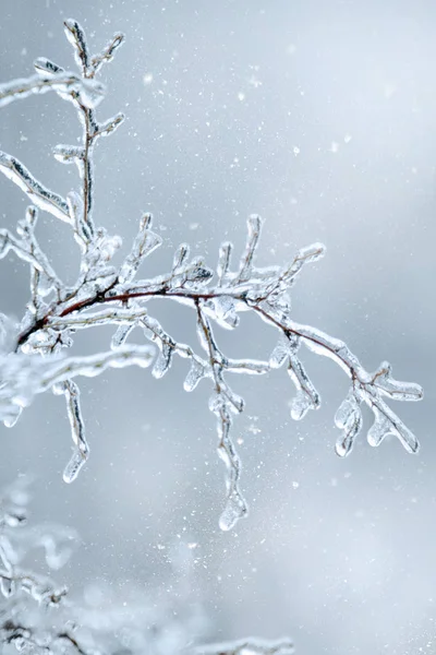 Rama Invernal Helada Del Árbol Después Lluvia Helada Sobre Fondo —  Fotos de Stock