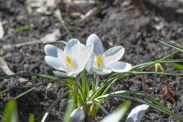 Krokus Wiosenne Kwiaty Ogrodzie — Zdjęcie stockowe