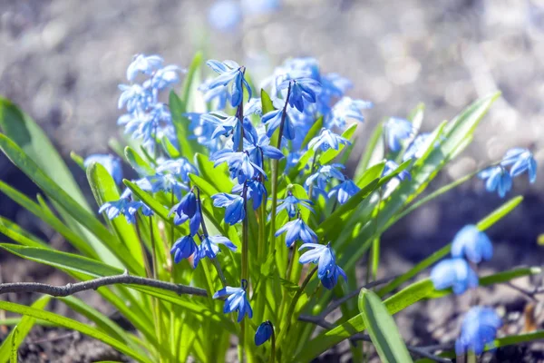 Μπλε Λουλούδια Scilla Siberica Σιβηρίας Σκιλοκρόμμυδο Scilla Πρώτη Ανοιξιάτικα Λουλούδια — Φωτογραφία Αρχείου