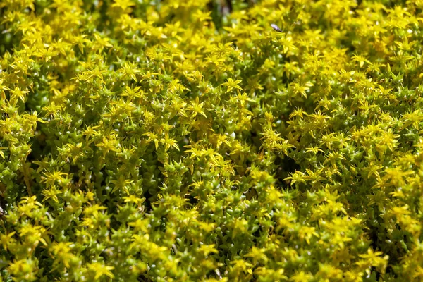 Rozchodnik Palmeri Kwiaty Naturalne Podłoże — Zdjęcie stockowe