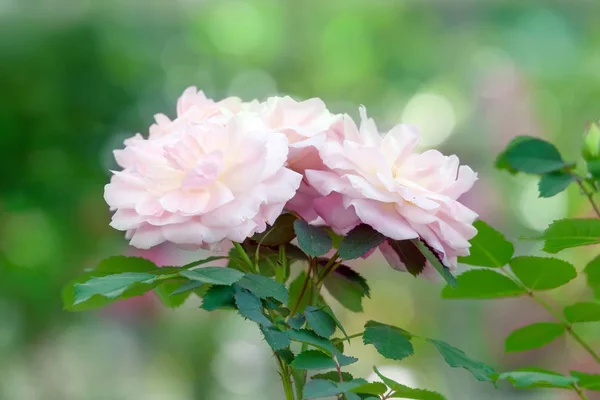 Sanft Hellrosa Rosen Auf Dem Weichen Verschwommenen Hintergrund Eines Sommergartens — Stockfoto