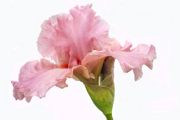 Blommande Rosa Iris Vit Bakgrund — Stockfoto