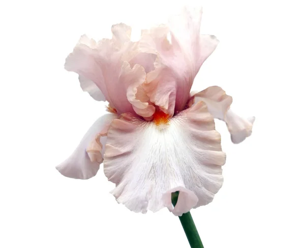 Blommande Iris Vit Bakgrund — Stockfoto