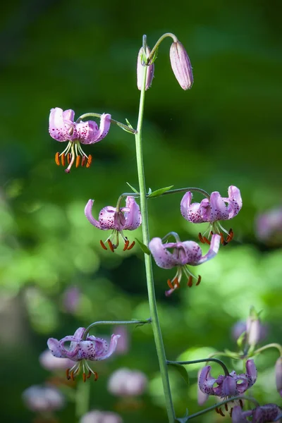 Lírio flores-de-rosa (Lilium martagon, lírio martagon ) — Fotografia de Stock
