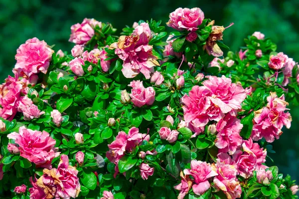 Belle Fleur Azalée Dans Jardin — Photo