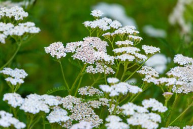 Achillea millefolium (civanperçemi) beyaz kır çiçeği yeşil çayır üzerinde