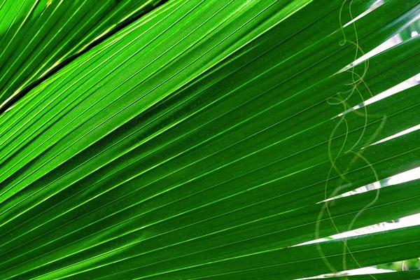 Primer Plano Una Textura Hoja Palma Verde Luz Del Sol —  Fotos de Stock